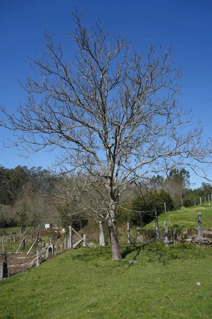 Garten von Residential zum Verkauf in Moraña