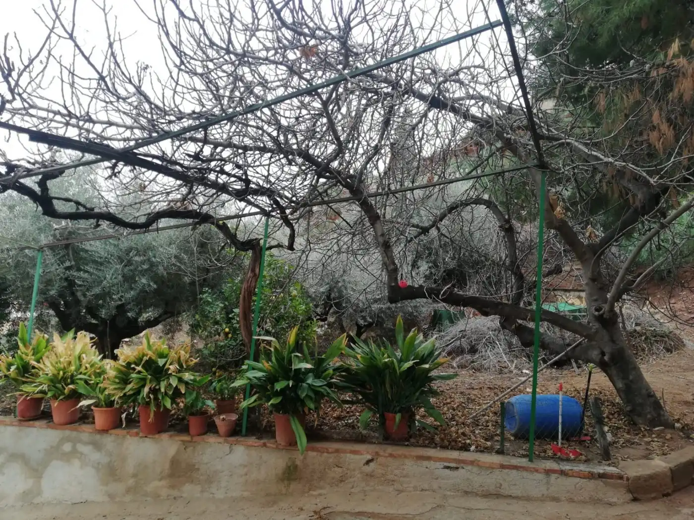 Jardín de Casa o chalet en venta en Lorca con Jardín privado, Trastero y Amueblado