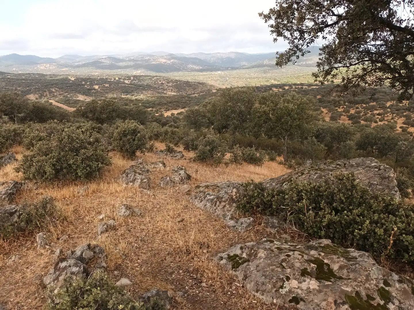 Land for sale in Vilches