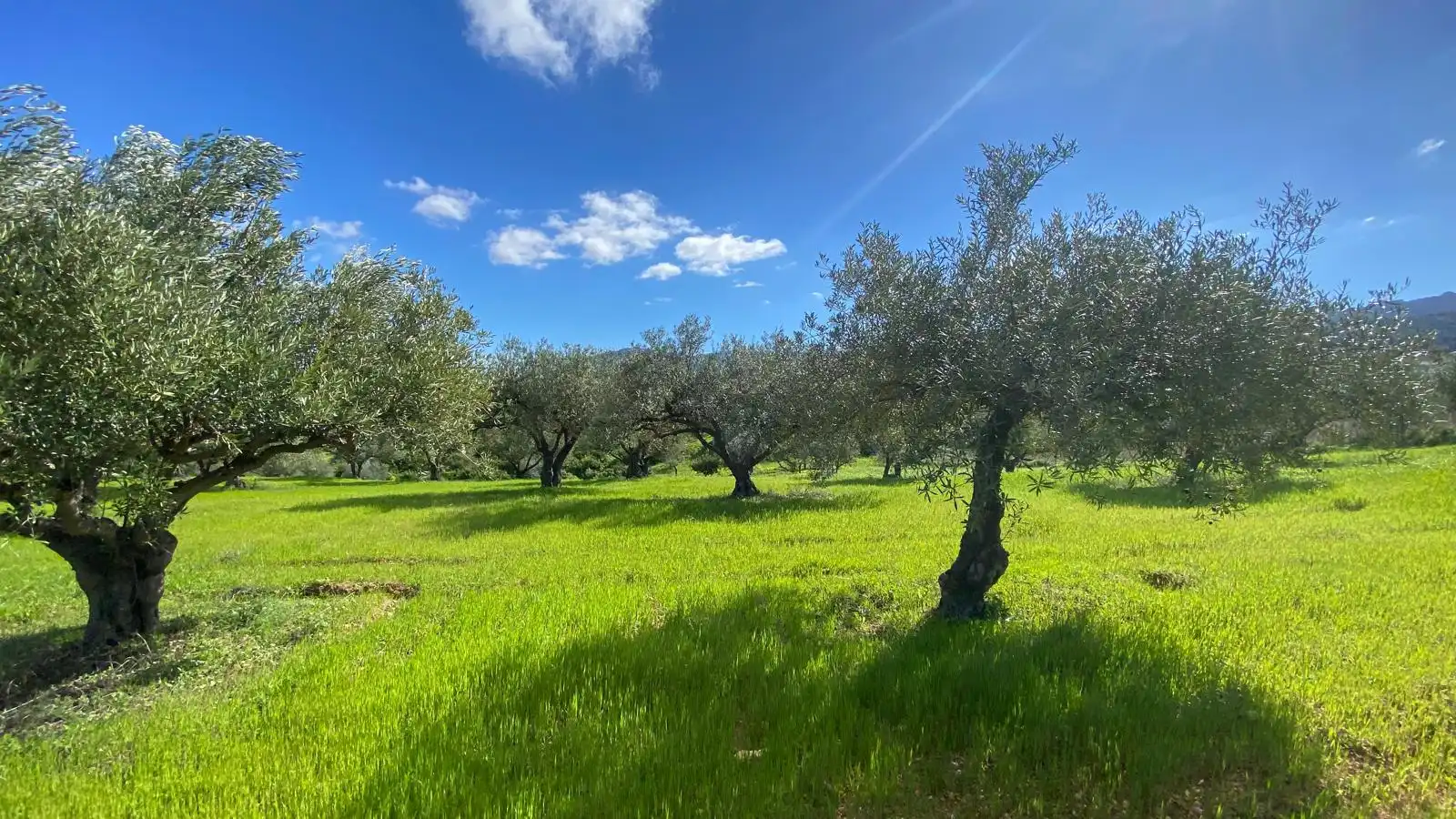 Terreni e lotti in vendita a Alquería - Torrealquería, imagen 15