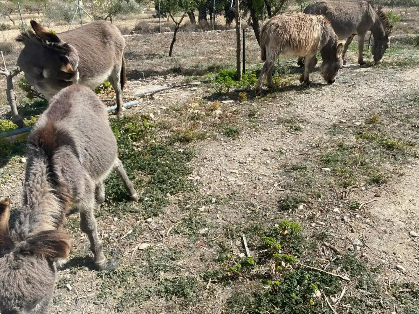Jardí de Pis en venda en Relleu amb Jardí privat i Moblat