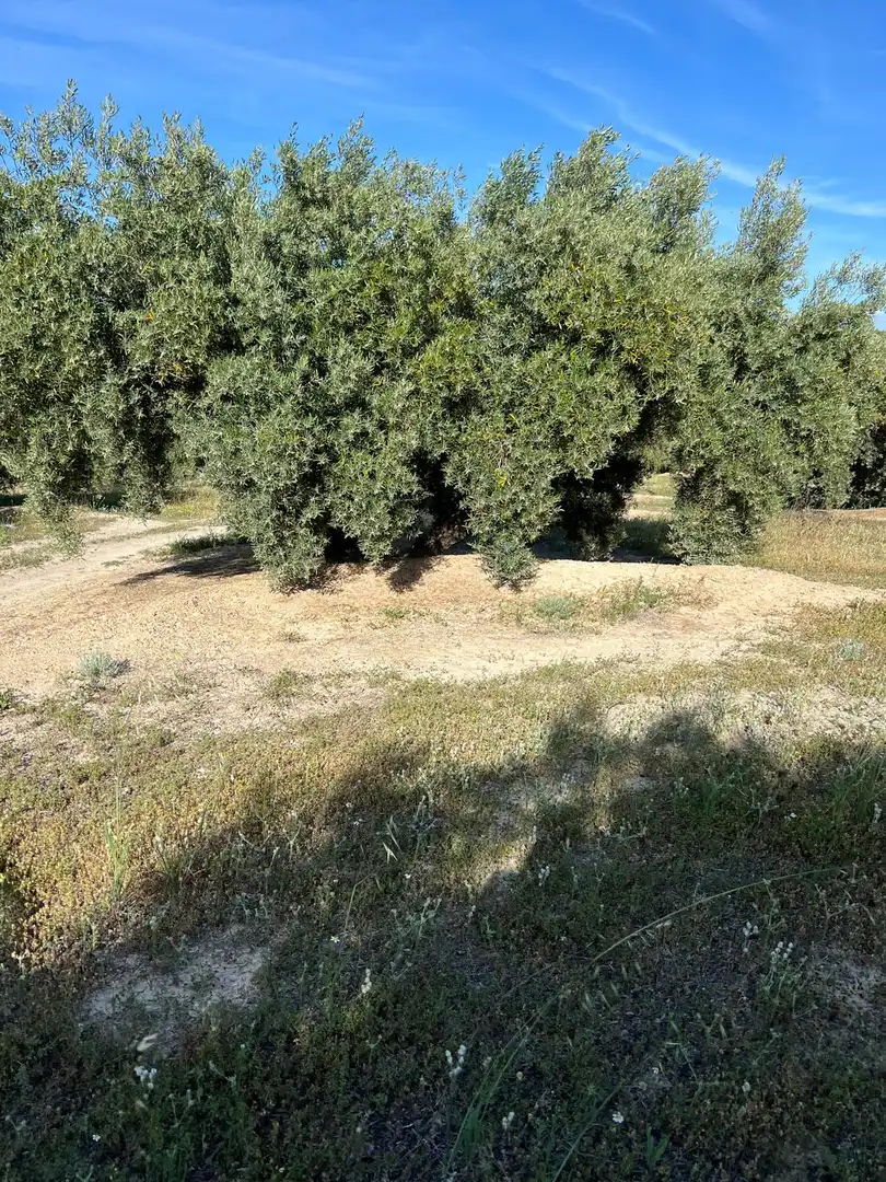 Terrenys i solars en venda a Fuente-Tójar