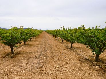 Terreno rustico in vendita a Yecla