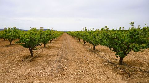 Finca de riego de 44.480 m en Yecla, cerca de Pinoso