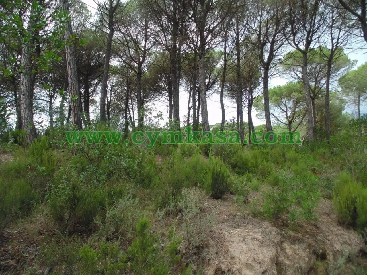 Rural land for sale in Montbarbat, imagen 7