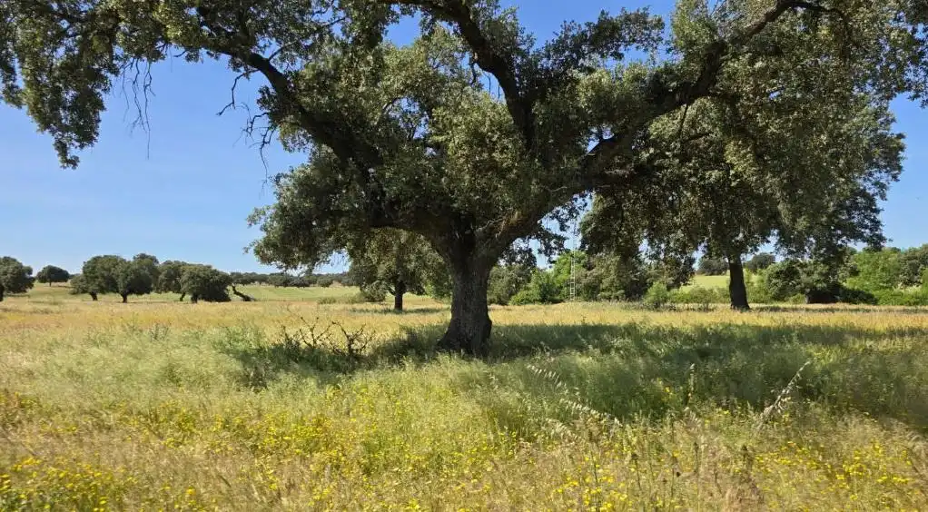 Terreni e lotti in vendita a Carretera de Sevilla - Los Montitos