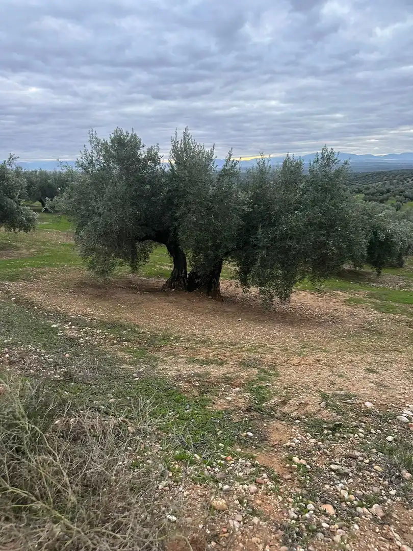 Grundstücke zum Verkauf in Andújar