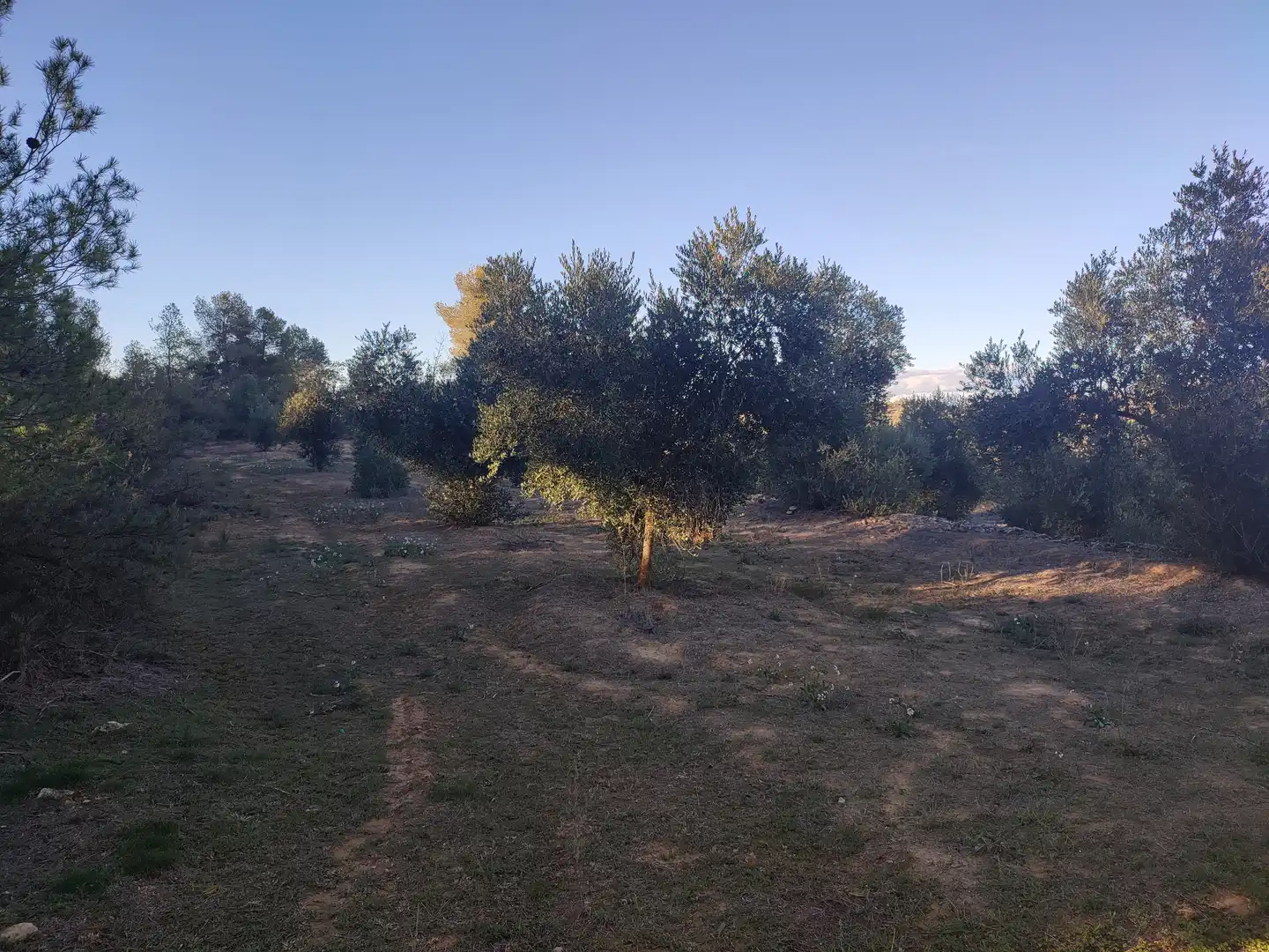 Terreno rústico en venta en L'Albagés, imagen 37