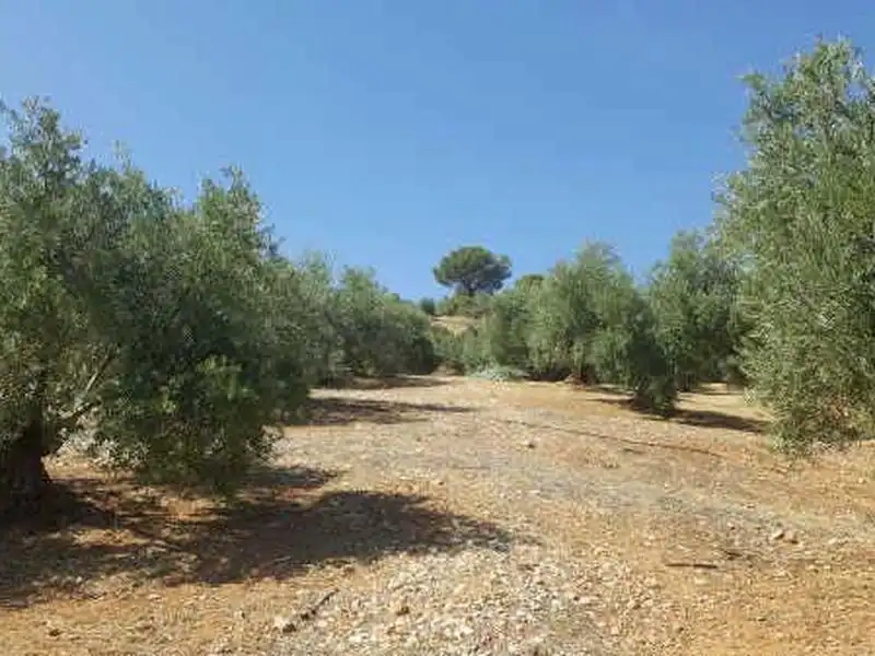 Terreni e lotti in vendita a Arroyo del Ojanco, imagen 5