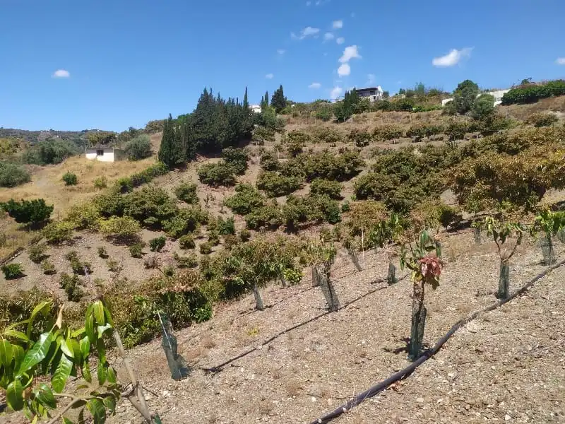 Rural land for sale in Camino de Peñones 11, imagen 9