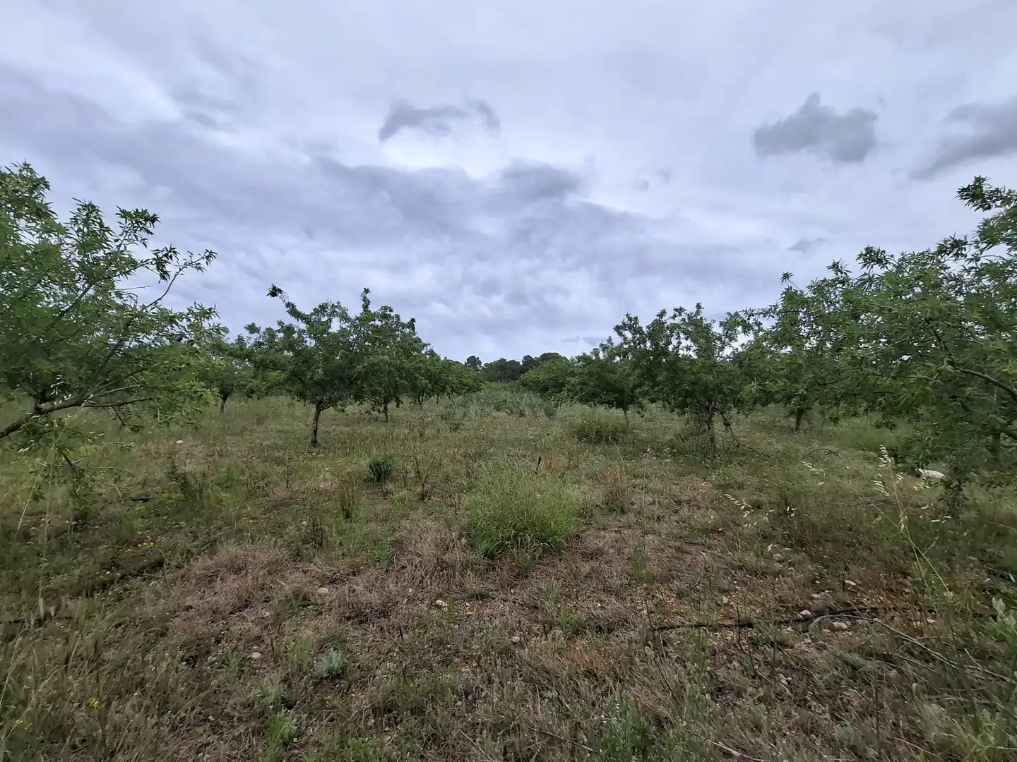 Land for sale in Mont-roig del Camp