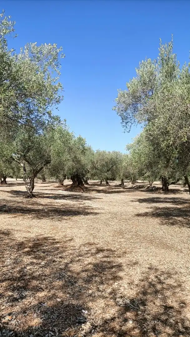 Terrain rustique à vendre à Camí de la Ferrereta 17, imagen 10