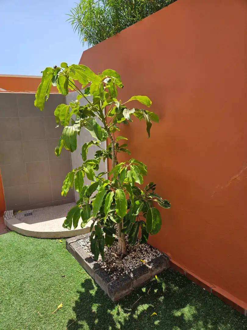 Jardí de Casa adosada en venda en Puerto del Rosario amb Aire condicionat, Jardí privat i Terrassa