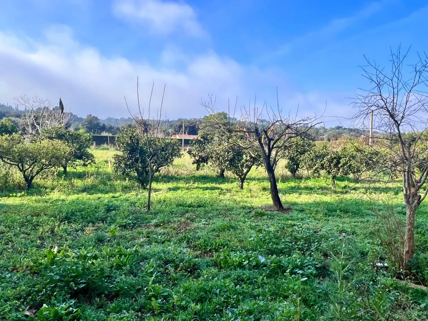 Maison rustique avec piscine à vendre à Campanet, imagen 10