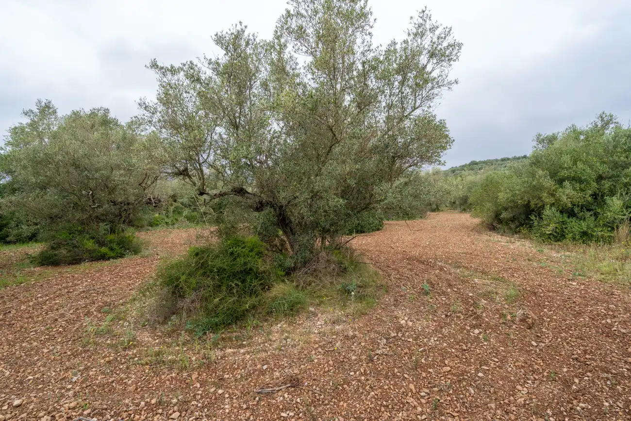 Terreno en venta en Mas de Barberans