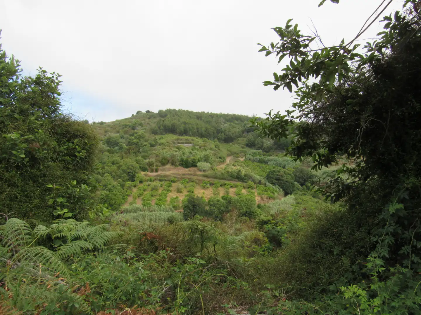Land for sale in Moya (Las Palmas)