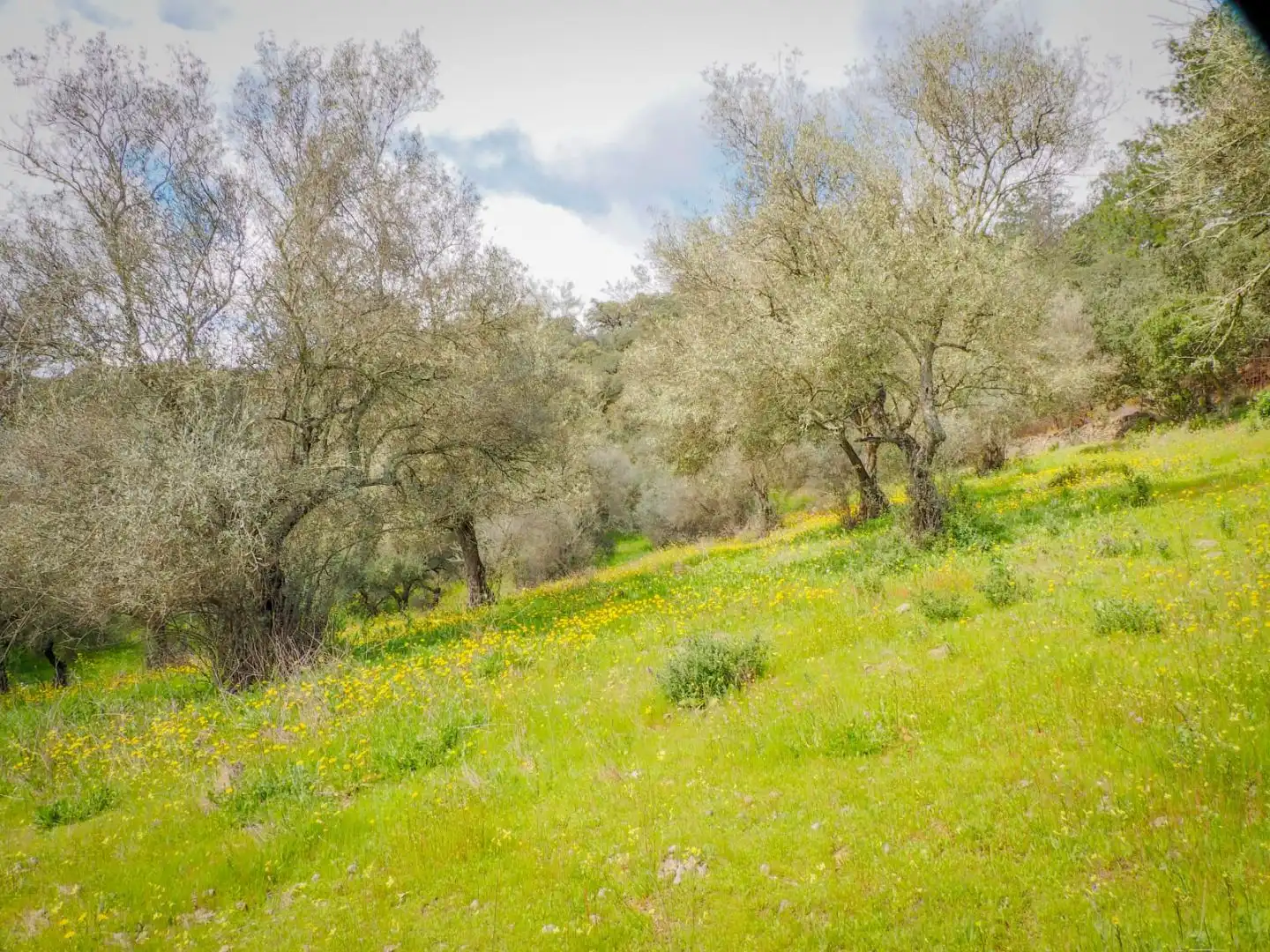 Land for sale in Linares de la Sierra