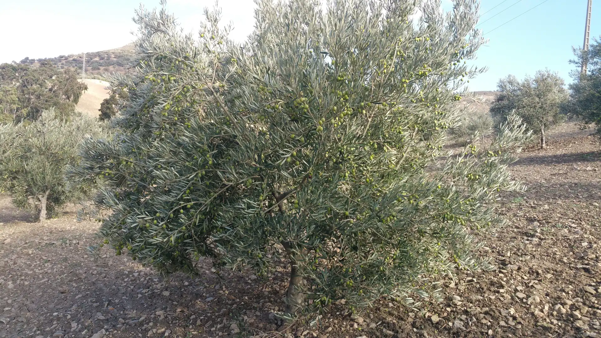 Jardí de Finca rústica en venda en Antequera amb Traster