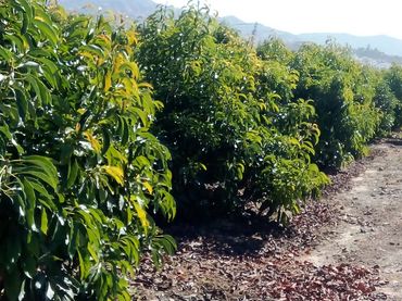 Terreno rustico in vendita a N/A