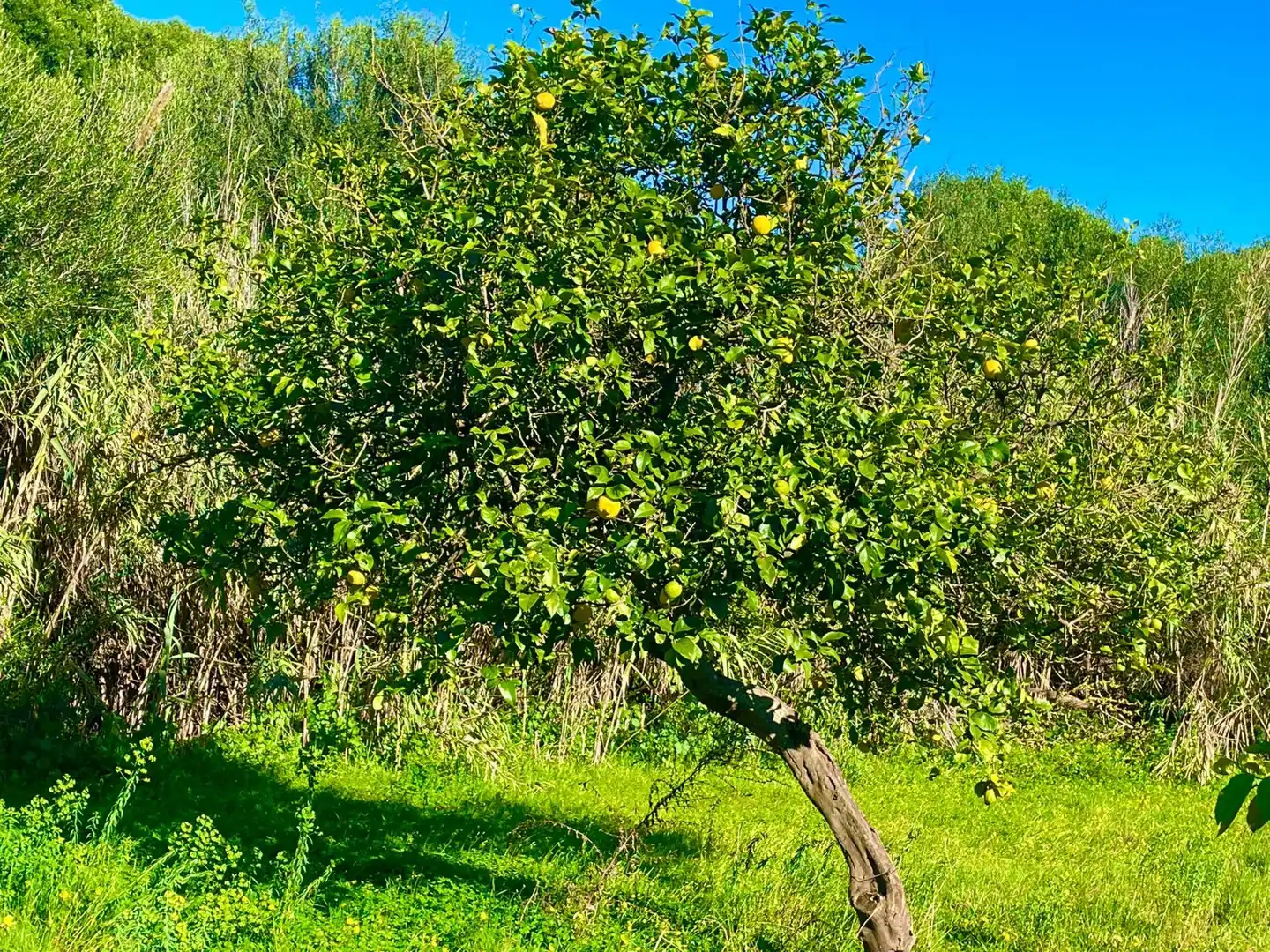 Garden of Houses for sale in La Línea de la Concepción