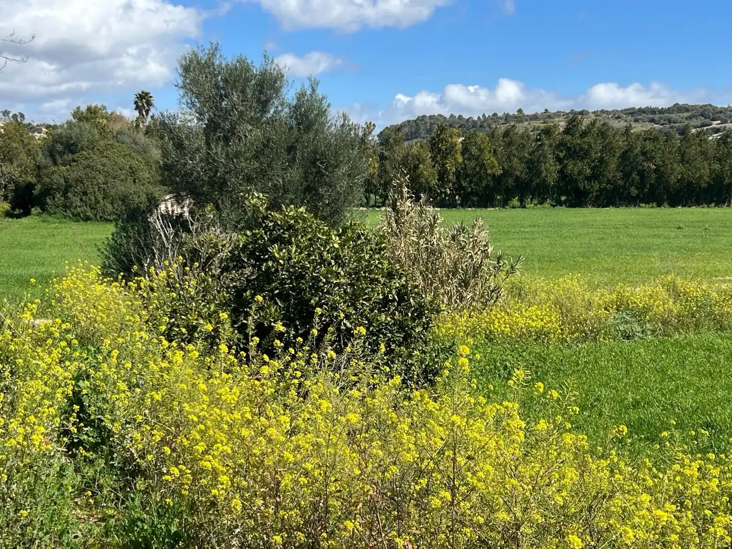 Casa rústica con jardín en venta en Manacor Centre, imagen 5