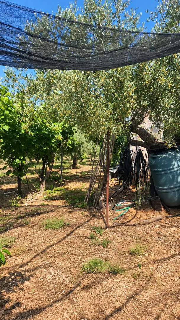 Terreno rustico in vendita a Polígono FINCA OREGANO POLG 4 PARCELA 17, imagen 7