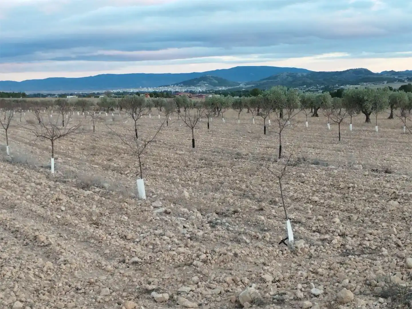 Terreno en venta en Montealegre del Castillo, Albacete