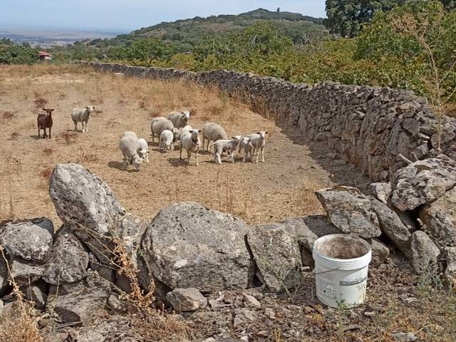 Terreno en Venta en Extrarradio Rivera Robledo, 3 en Montánchez