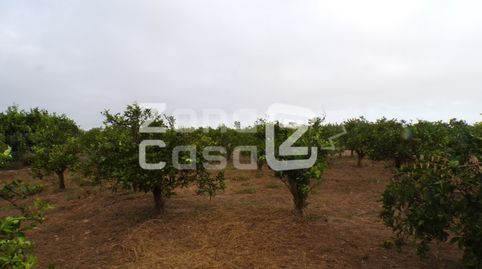 Foto 4 de Finca rústica en venta en Poligono 1 Paraje 48 Les Jovades, Albalat de la Ribera, Valencia