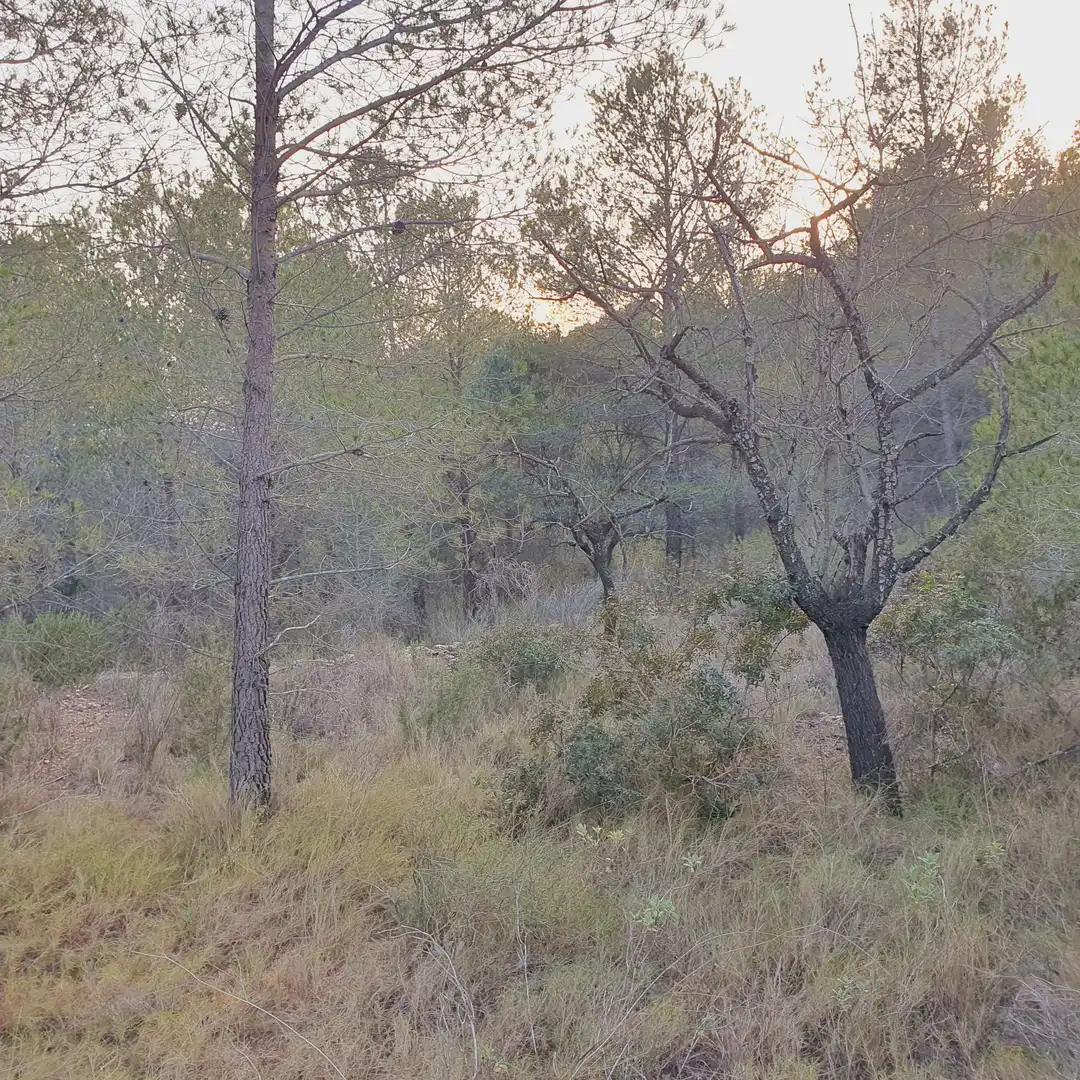 Rustikales Grundstück zum Verkauf in El Pinell de Brai, imagen 17
