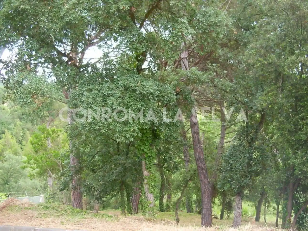 Residential land for sale in Residencial Park, imagen 14