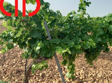 Terreno rustico in vendita a Tomelloso