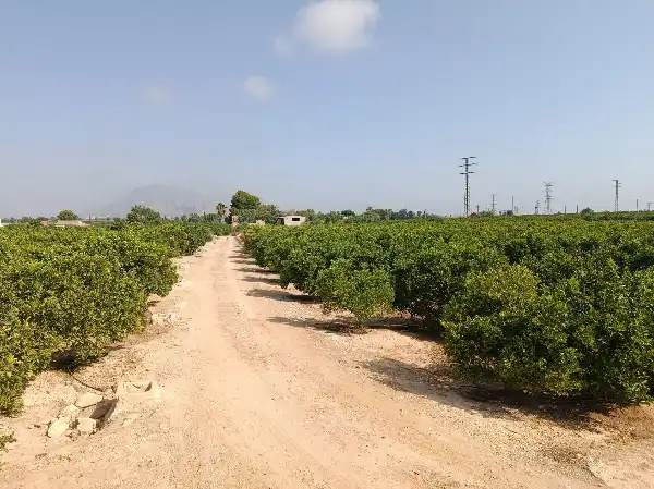 Rustikales Grundstück zum Verkauf in Jacarilla, imagen 10