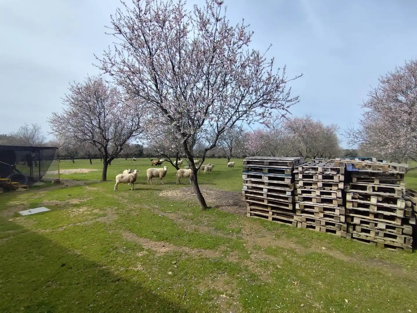 Vista exterior de Finca rústica en venta en Malpartida de Plasencia con Piscina