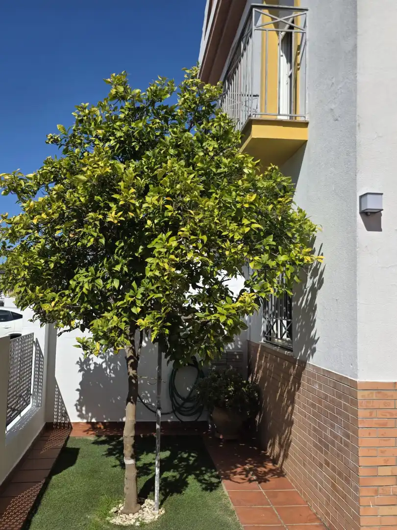Casa adosada en venta en Castilleja de la Cuesta