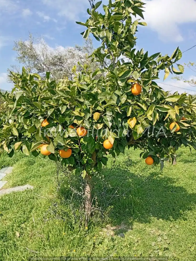 Jardí de Casa o xalet en venda en Coín