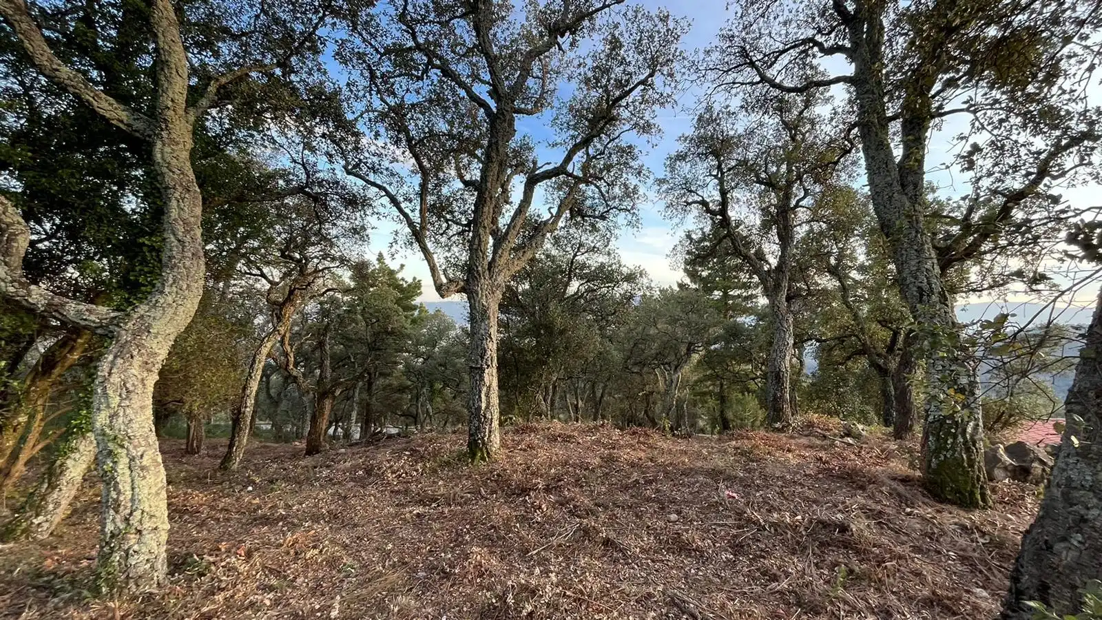Terreno residencial en venta en Arbúcies