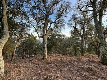 Terreno residencial en venta en Arbúcies