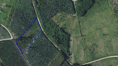 FINCA RECIÉN PLANTADA DE EUCALIPTOS EN O CORPIÑO, imatge 2