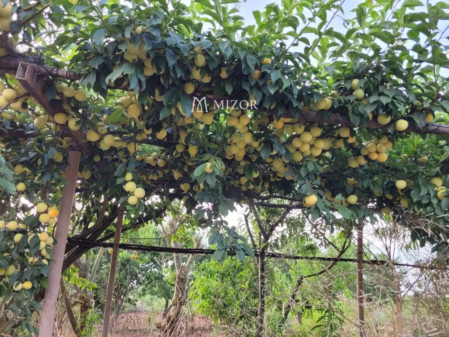 Rural land for sale in el rodeo, imagen 36