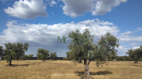Foto 5 de Finca rústica en venda a Guareña, Badajoz