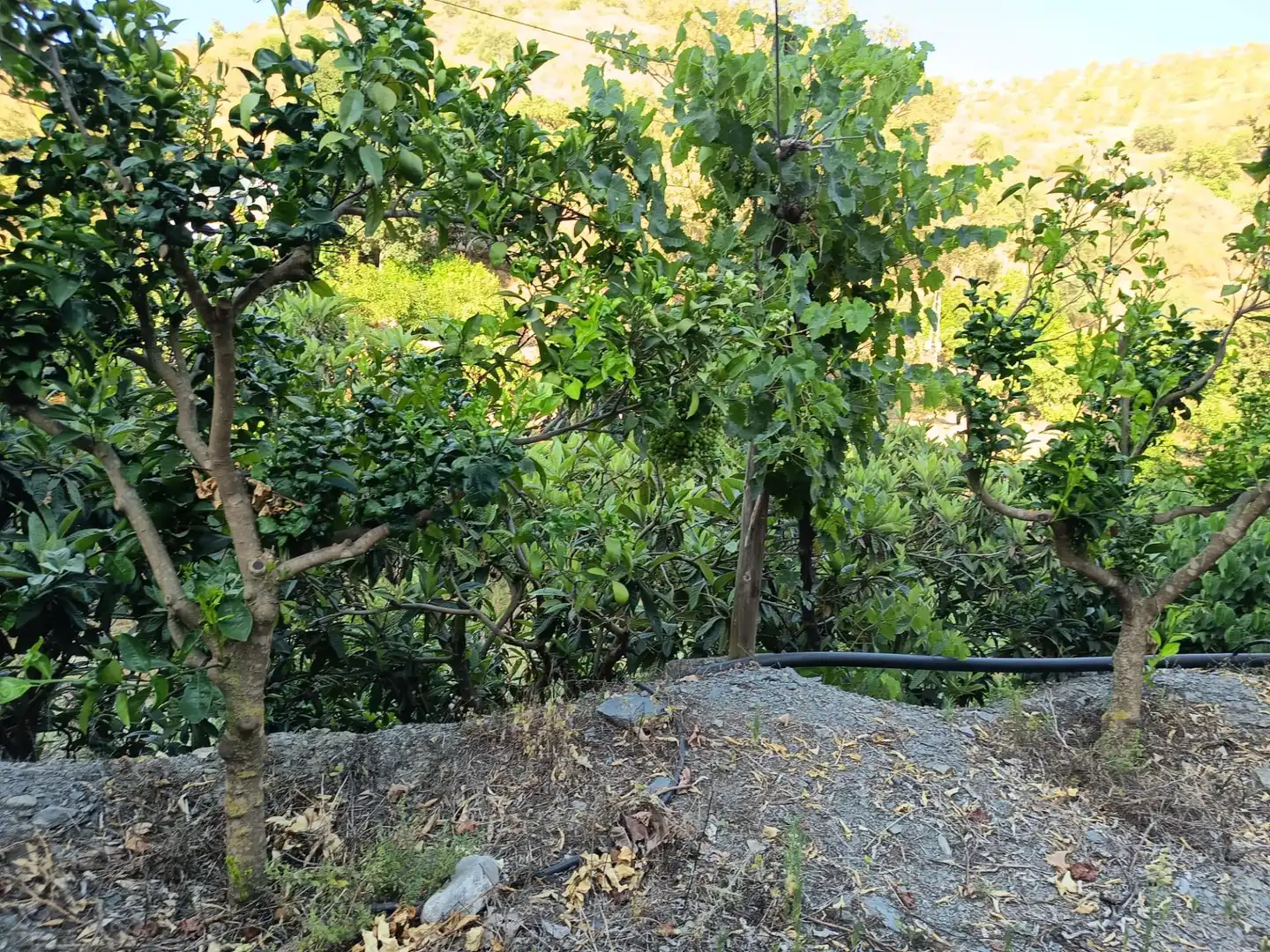 Terrenys i solars en venda a Canillas de Aceituno, imagen 26