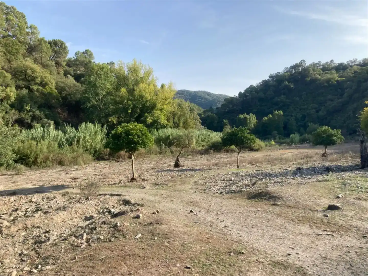 Land for sale in Benarrabá