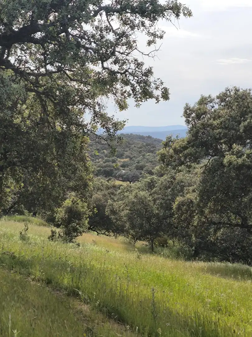 Rural land for sale in Fuente Obejuna, imagen 17