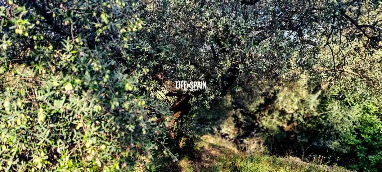 Vista exterior de Finca rústica en venda en Roquetes amb Jardí privat i Piscina