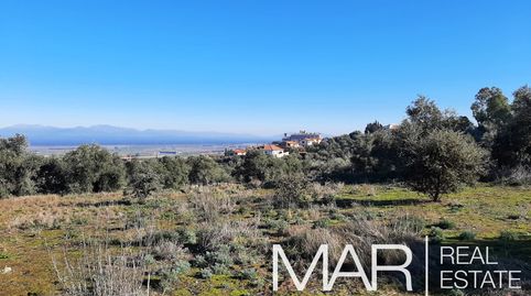 Olivar en Oropesa, immagine 2