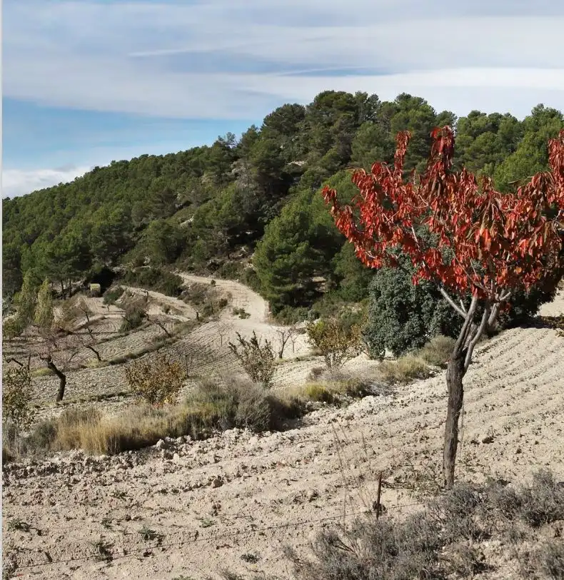 Rural land for sale in Torremanzanas / La Torre de les Maçanes, imagen 7