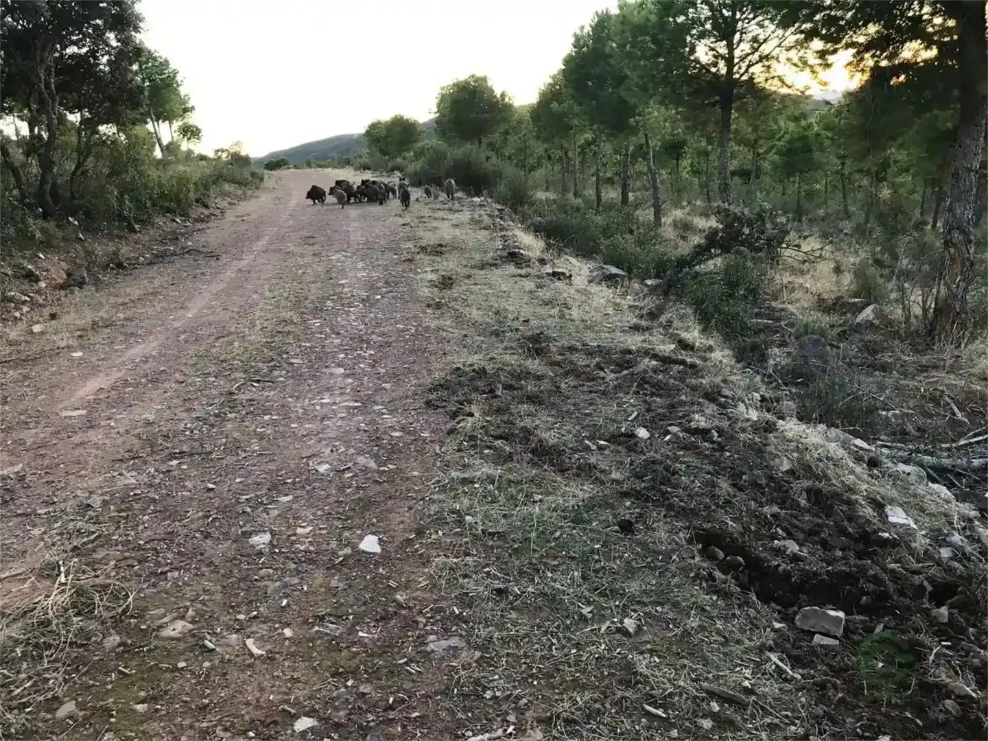 Piso en venta en Piedrabuena