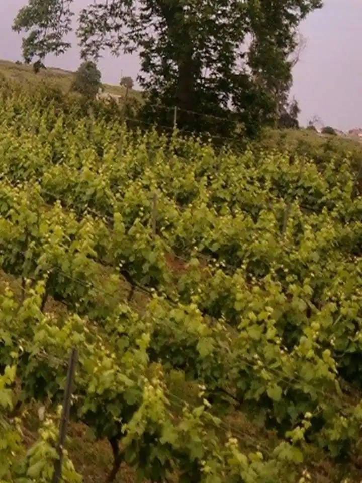 Vista exterior de Finca rústica en venda en Tacoronte amb Jardí privat i Traster
