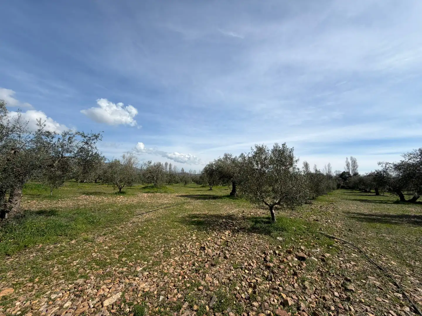 Grundstücke und Bauplätze zum Verkauf in Malagón, imagen 33